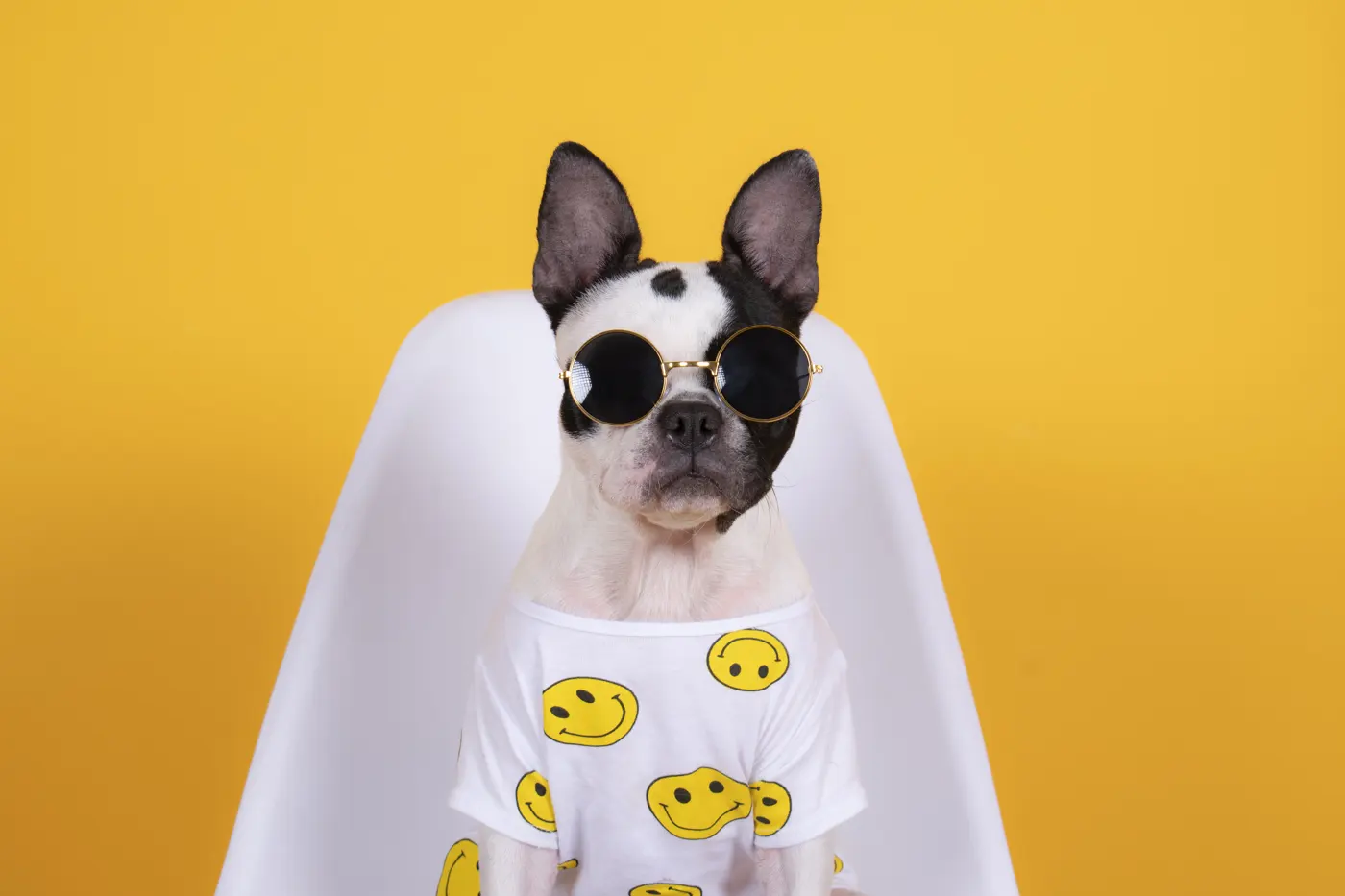 Mascotas 2
